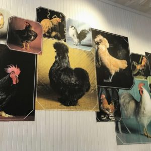 Collage of Chicken Photos